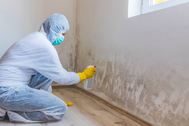 Licensed Basement Mold Remediation service in Winchester, MA - Car Mold Remediation